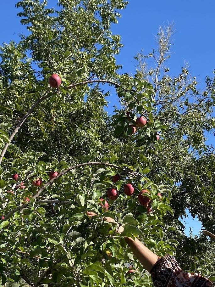 Picking the apple tree